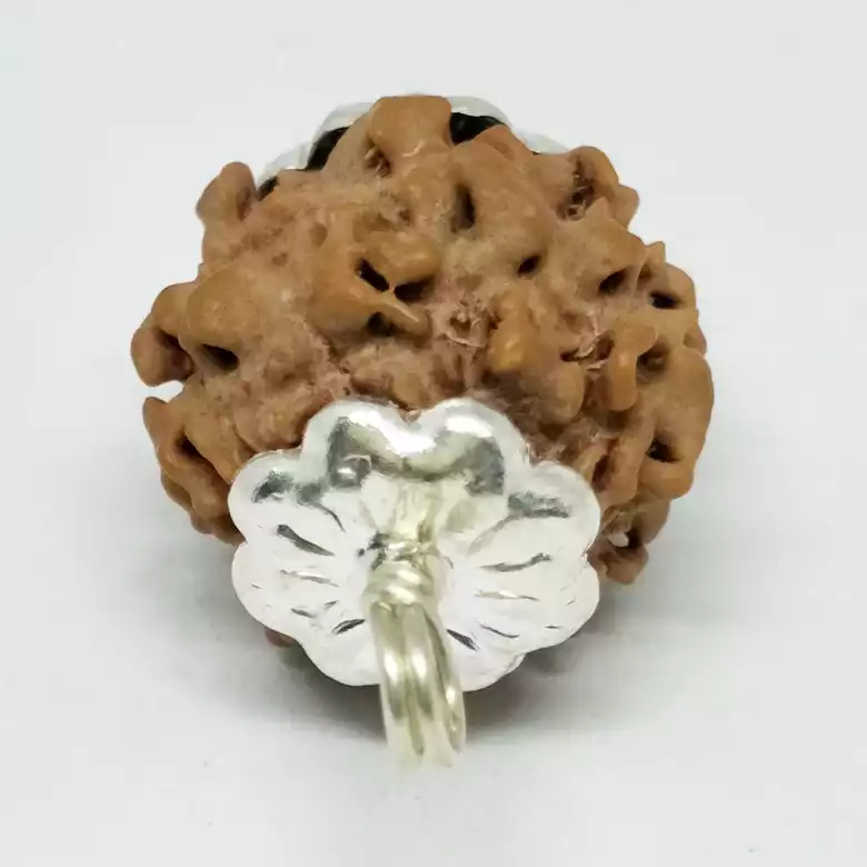 Nirakar Rudraksha - Nepal - Image 7