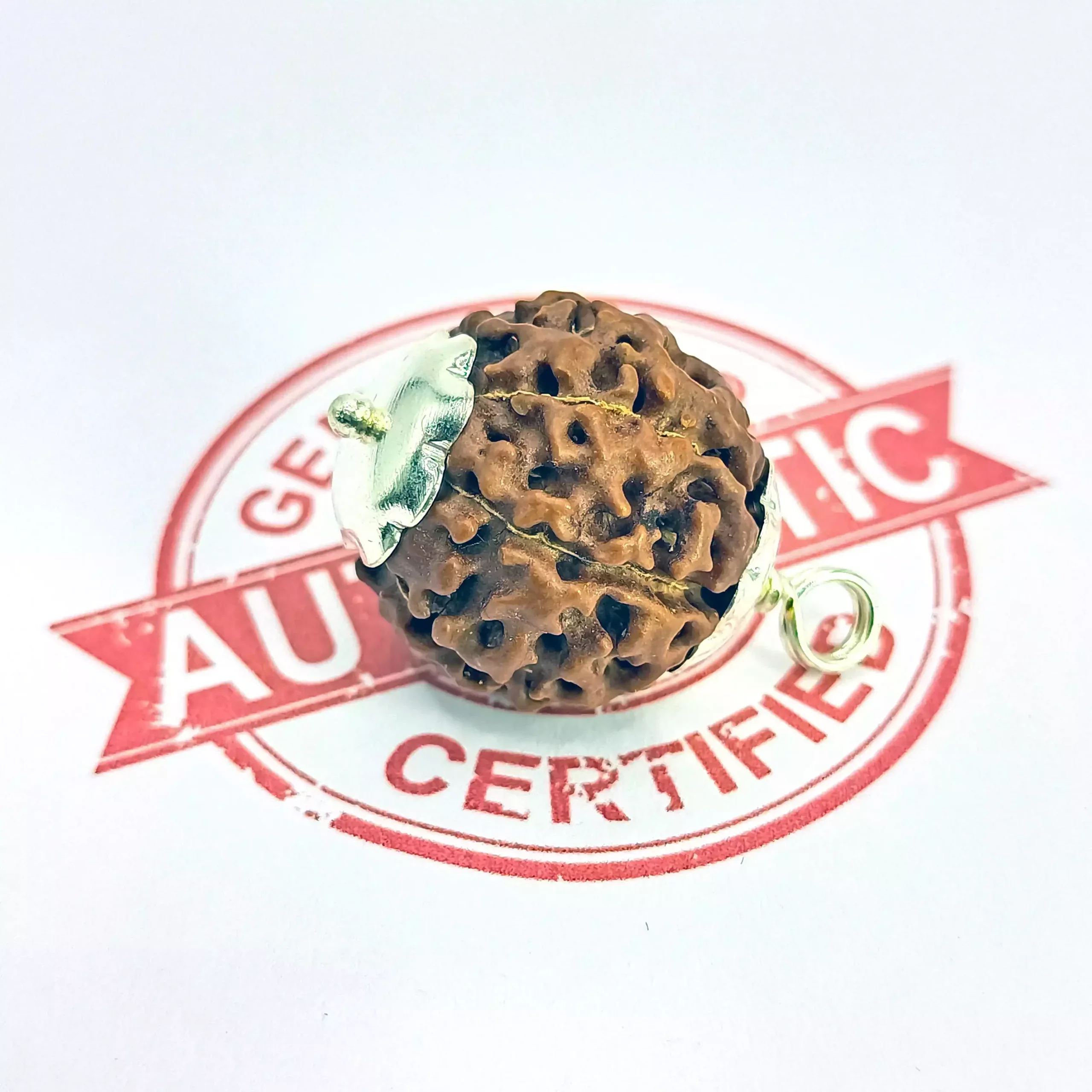 Seven Mukhi Premium Rare Rudraksha - Image 5