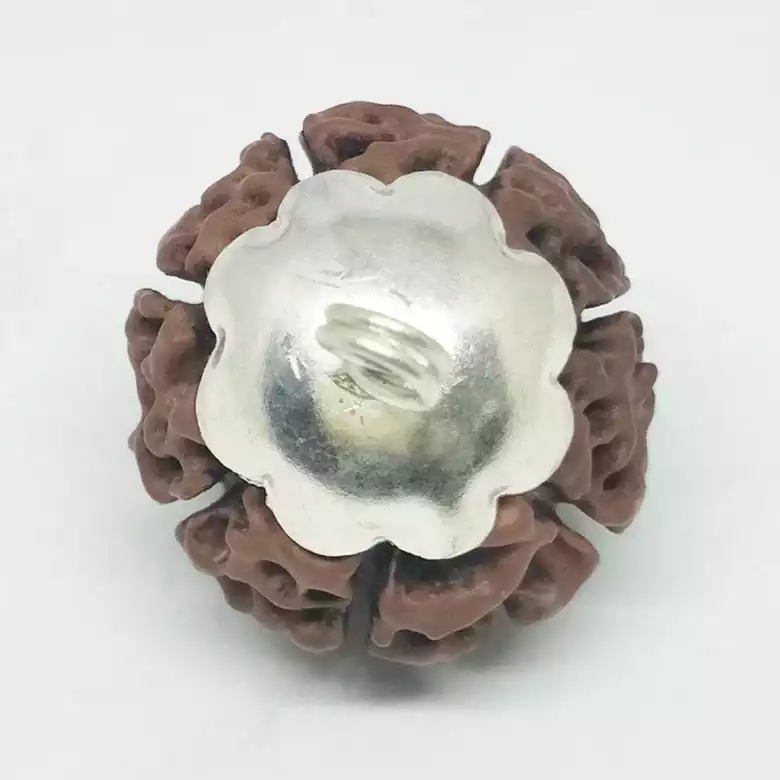 Seven Mukhi Premium Rare Rudraksha - Image 7