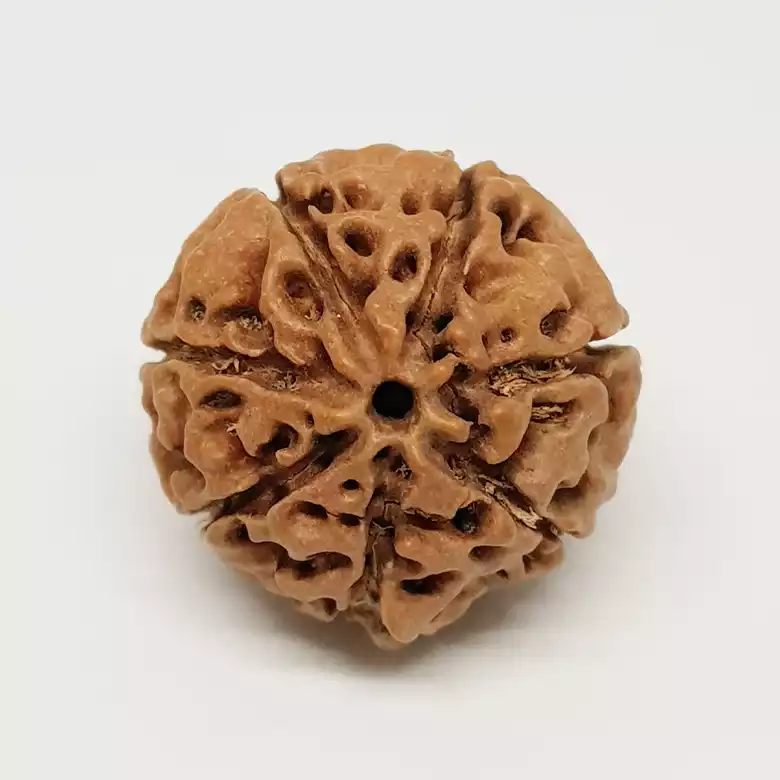 Seven Mukhi Premium Rare Rudraksha - Image 8