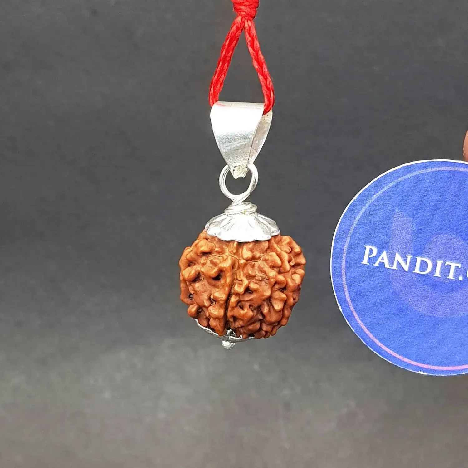 Six Mukhi Premium Rare Rudraksha - Image 3