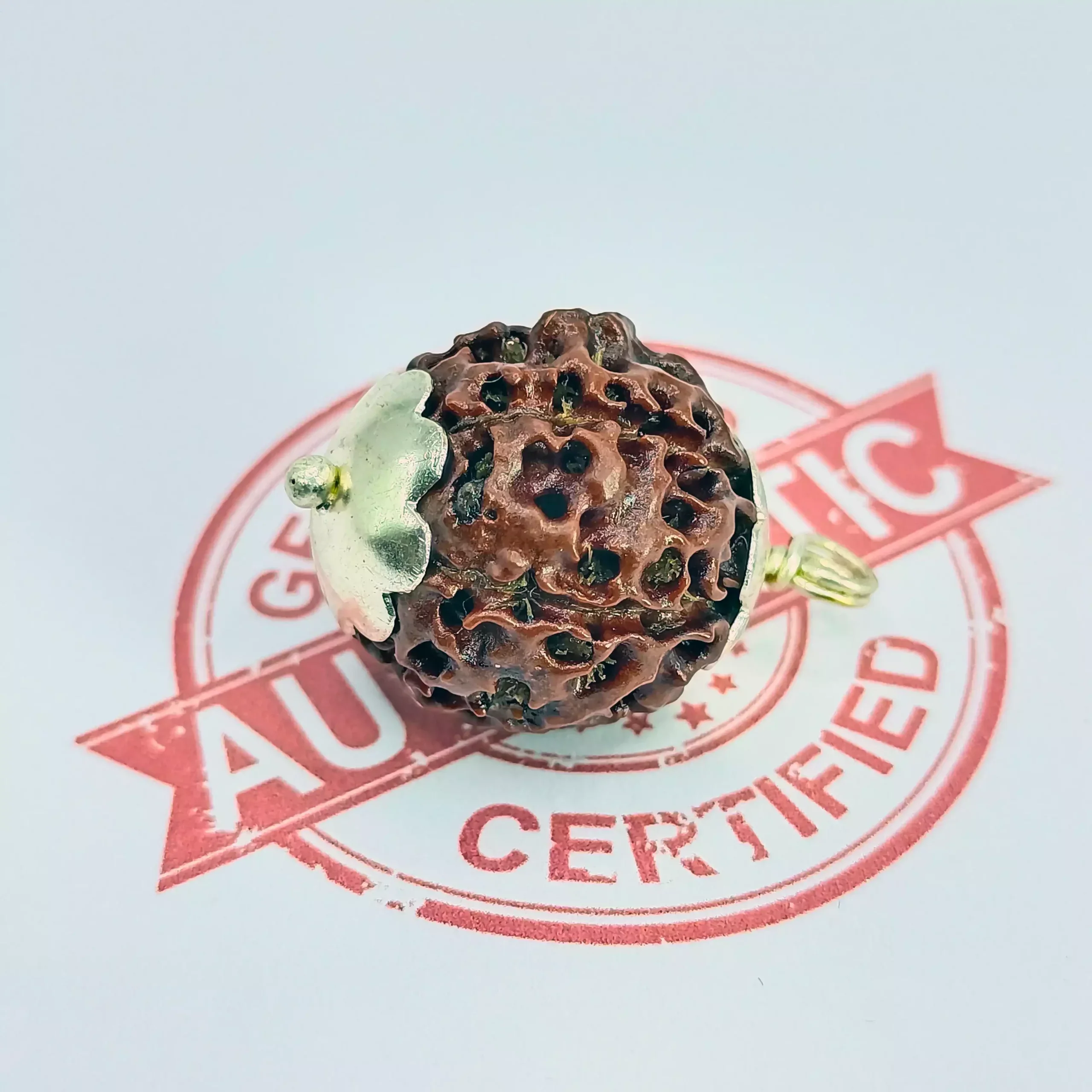 Six Mukhi Premium Rare Rudraksha - Image 5