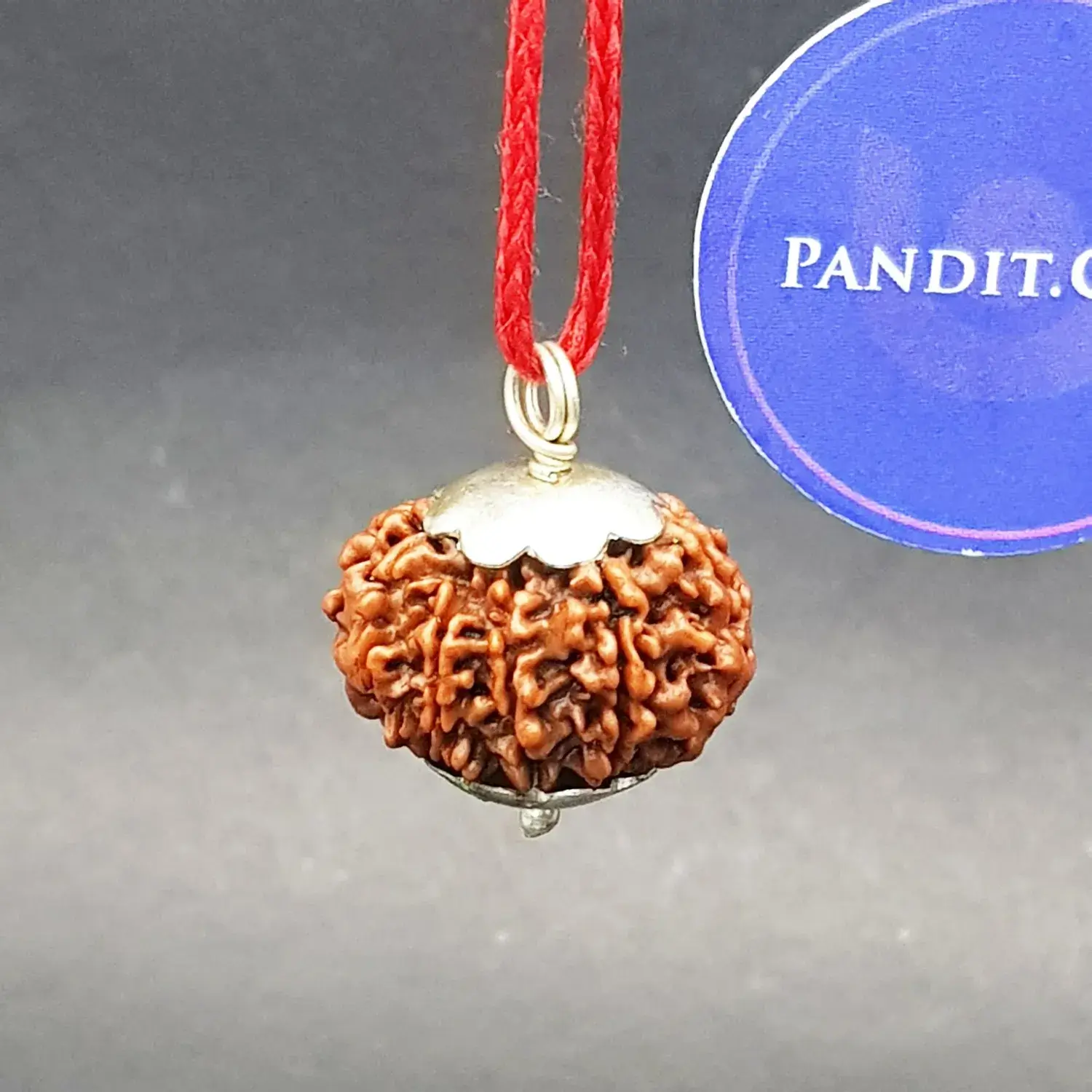 Ten Mukhi Premium Rare Rudraksha - Image 3