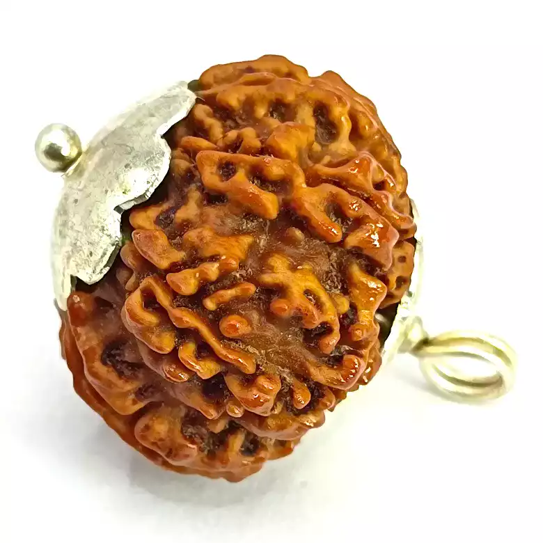 Ten Mukhi Premium Rare Rudraksha - Image 5