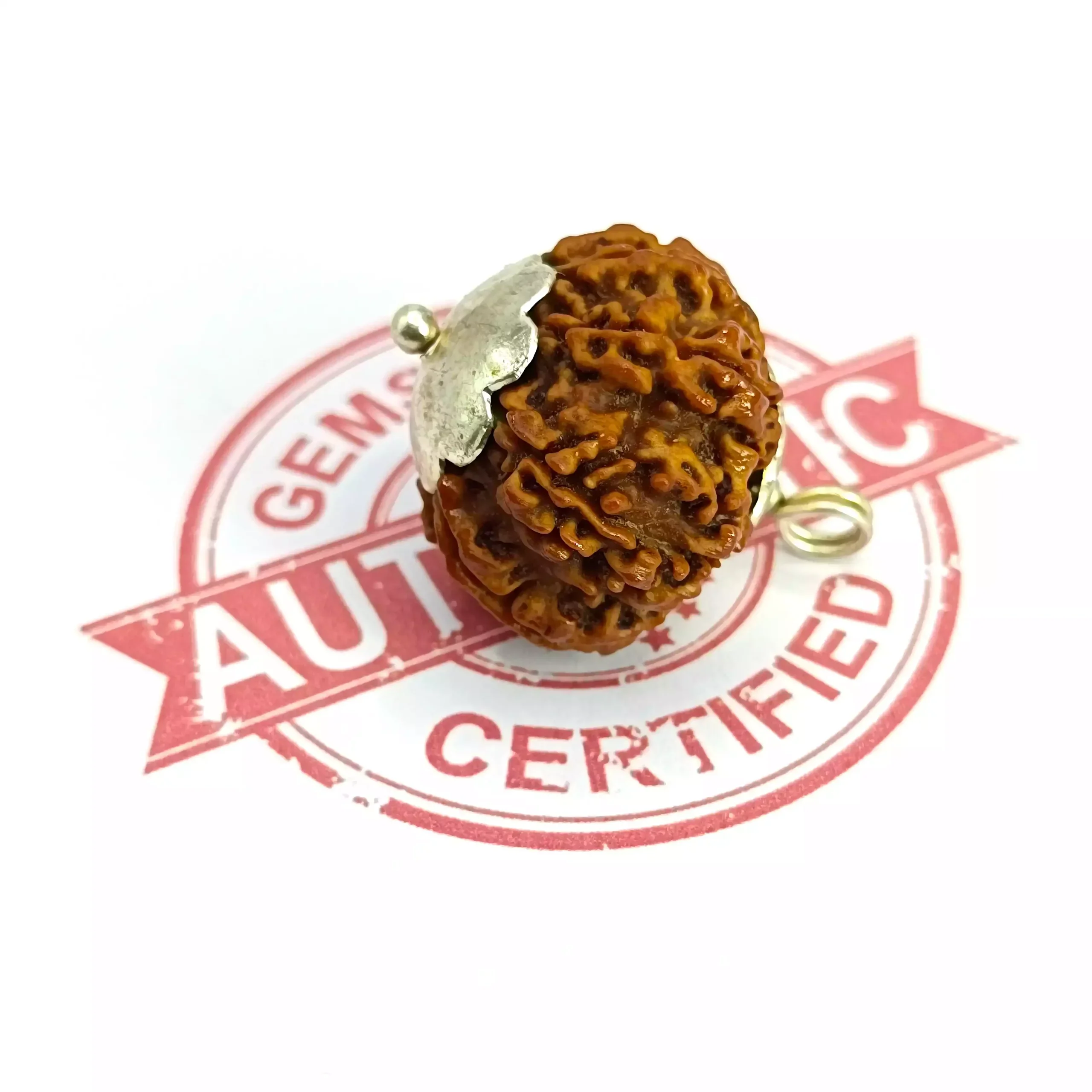 Ten Mukhi Premium Rare Rudraksha - Image 6