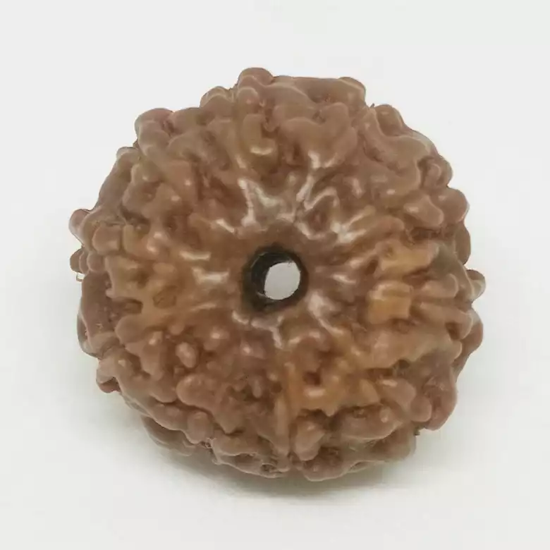 Ten Mukhi Premium Rare Rudraksha - Image 8