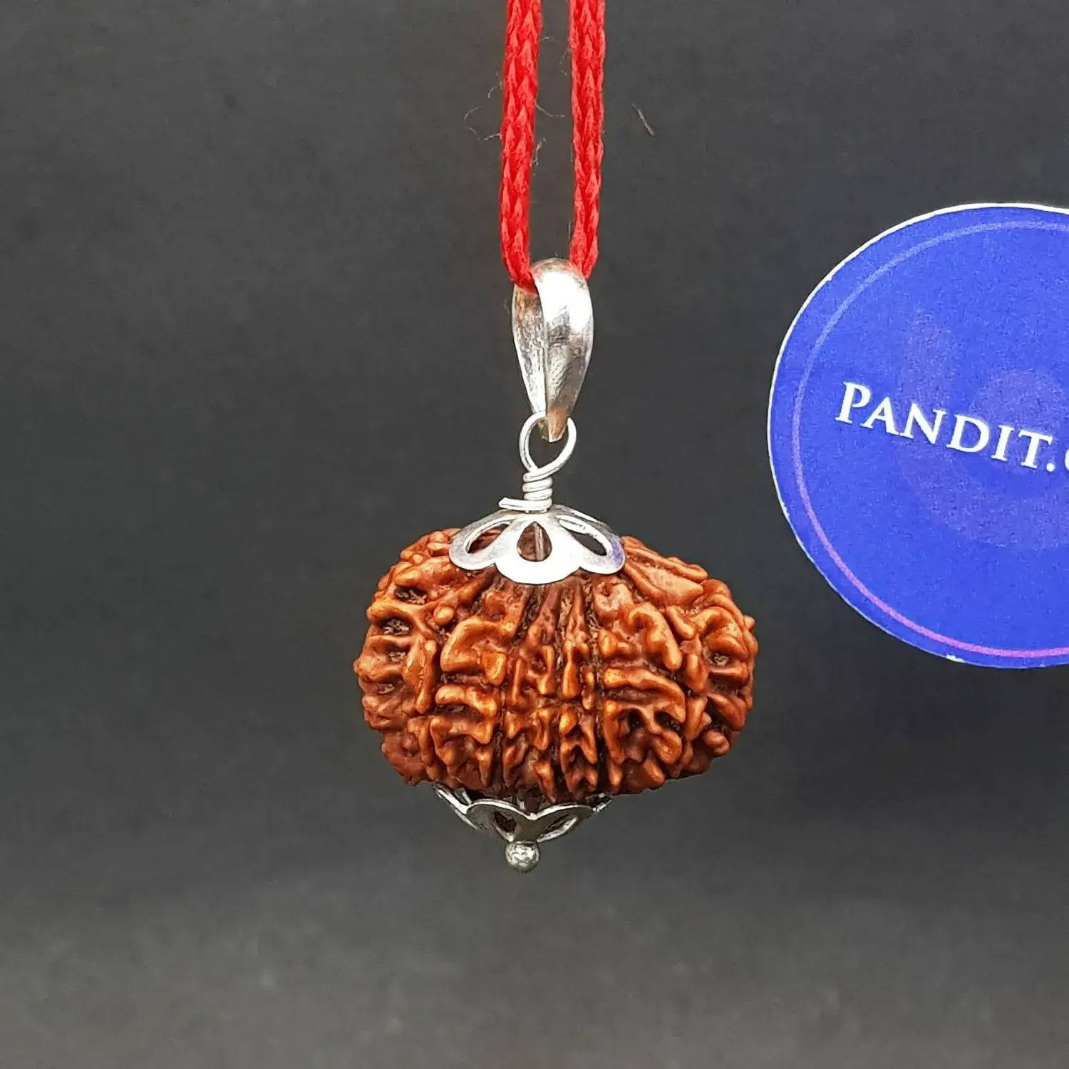 Thirteen Mukhi Premium Rare Rudraksha - Image 3