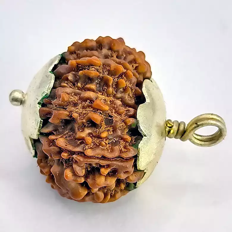 Thirteen Mukhi Premium Rare Rudraksha - Image 5