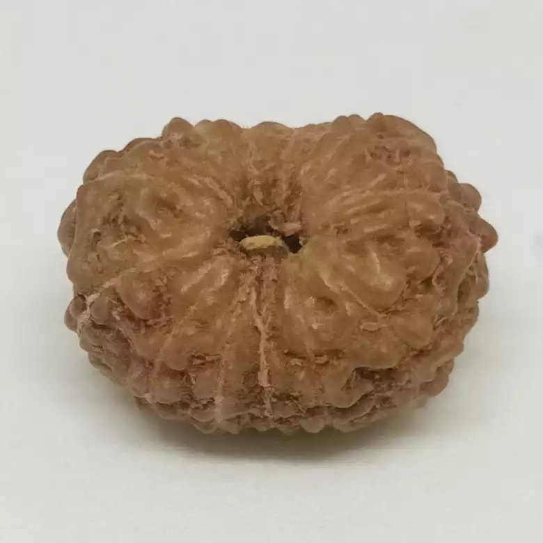 Thirteen Mukhi Premium Rare Rudraksha - Image 8