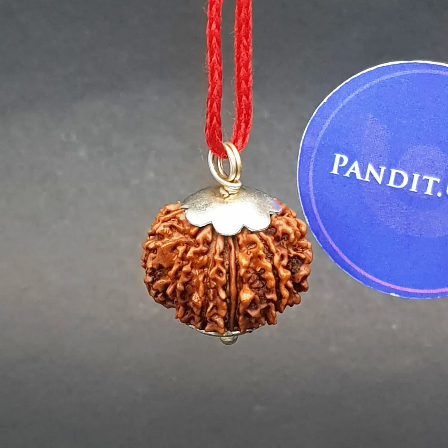 Twelve Mukhi Premium Rare Rudraksha - Image 4
