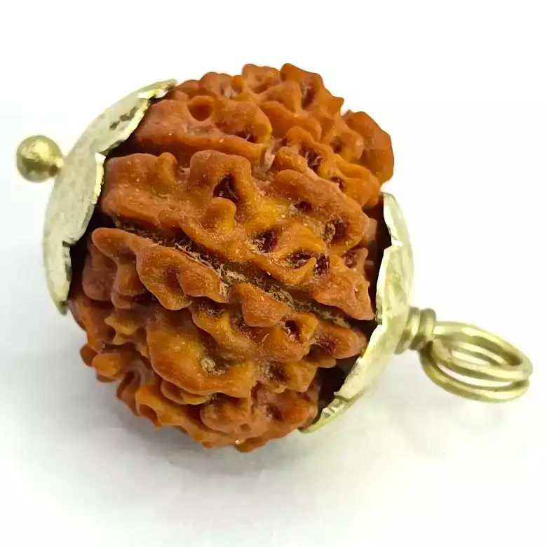 Twelve Mukhi Premium Rare Rudraksha - Image 5