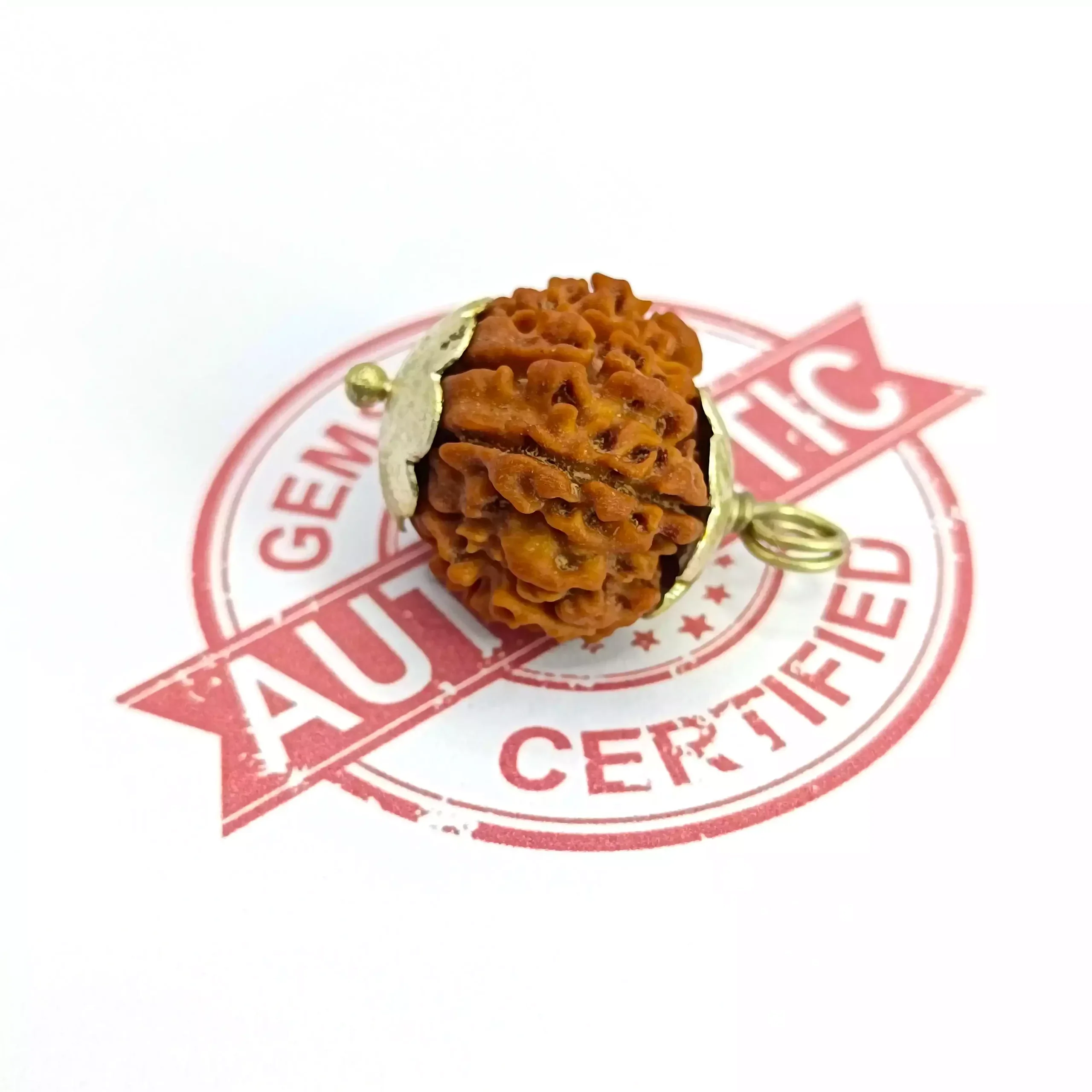 Twelve Mukhi Premium Rare Rudraksha - Image 6