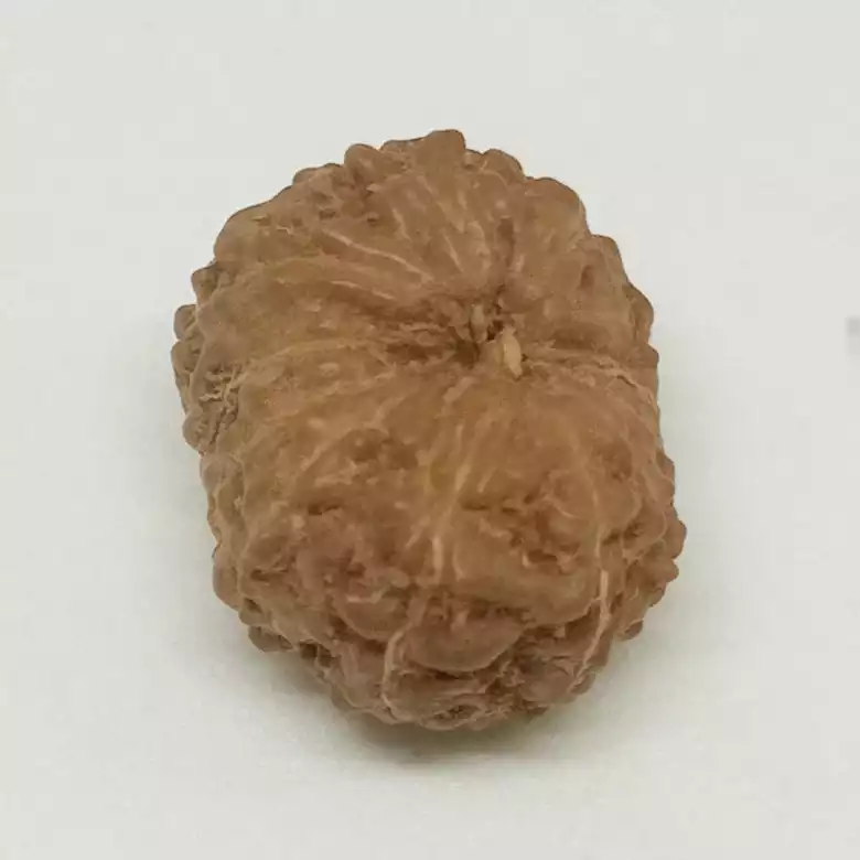 Twelve Mukhi Premium Rare Rudraksha - Image 8